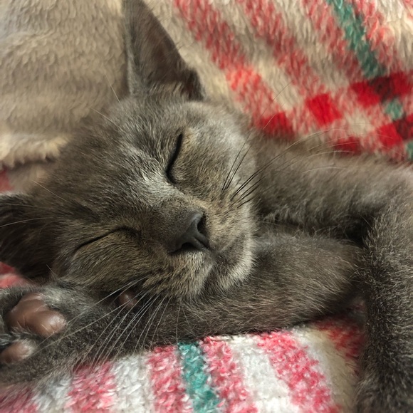 Meet your Posher, Becky - Picture 2 of 2